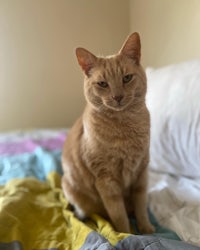 an orange tabby cat sitting on a bed